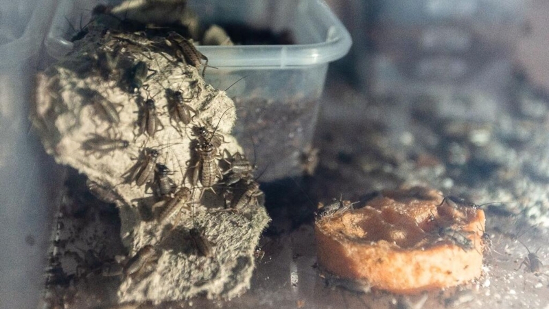 Бурный покой. Ученые узнали, что происходит с насекомыми в "спячке"