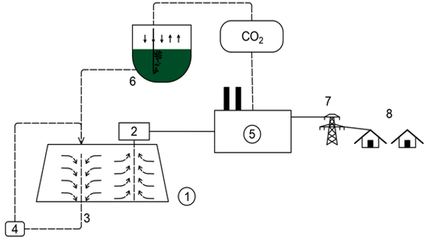 Ученые предложили орошать мусорные полигоны микроводорослями