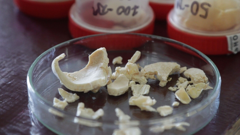 Российские ученые нашли еще одно применение панцирям ракообразных