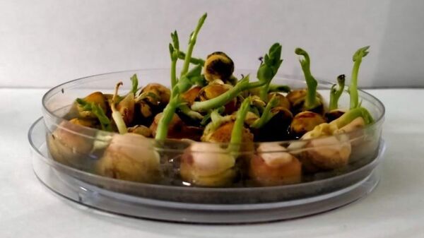 В России придумали, как повысить урожай гороха