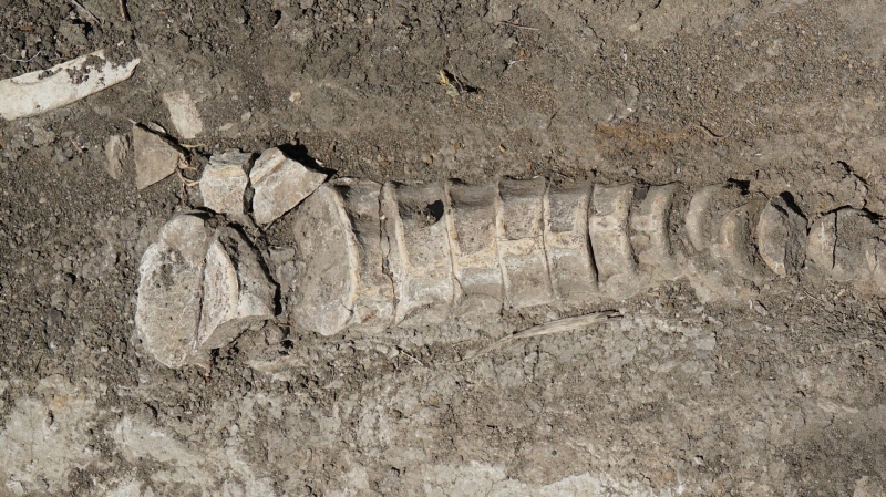 Древние египтяне использовали животные жиры для лечения облысения