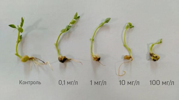 В России придумали, как повысить урожай гороха