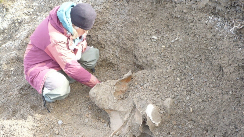 Ученые выяснили, как в Якутии появилось "кладбище мамонтов"