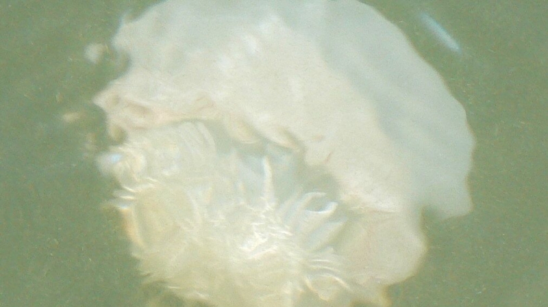 К побережью Крыма прибило гигантские скопления медузы-корнерота