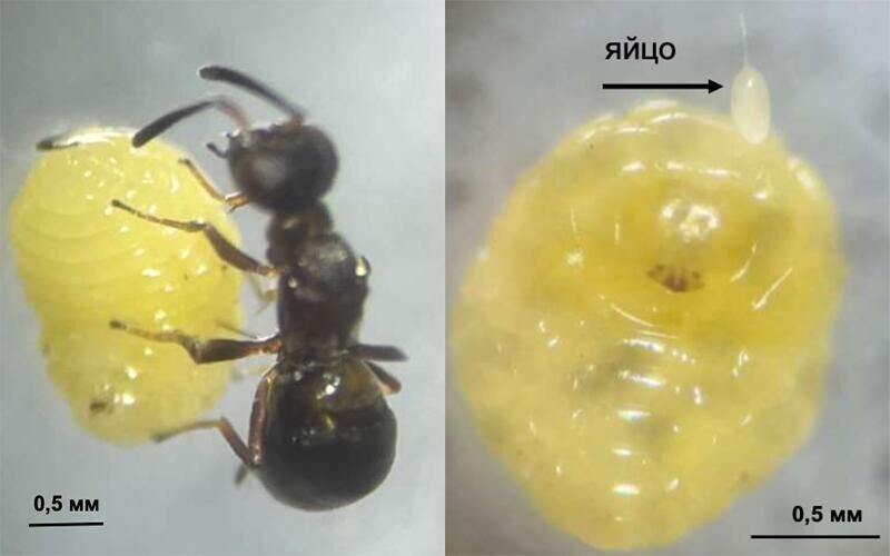 "Рискуют все". Чем сверхпаразит поразил российских ученых