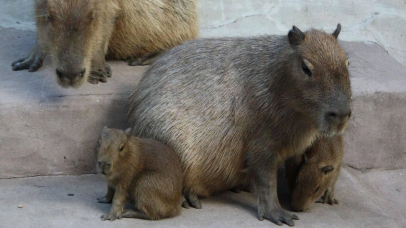 "Роскосмос" опубликовал спутниковый снимок надвигающегося на Москву урагана