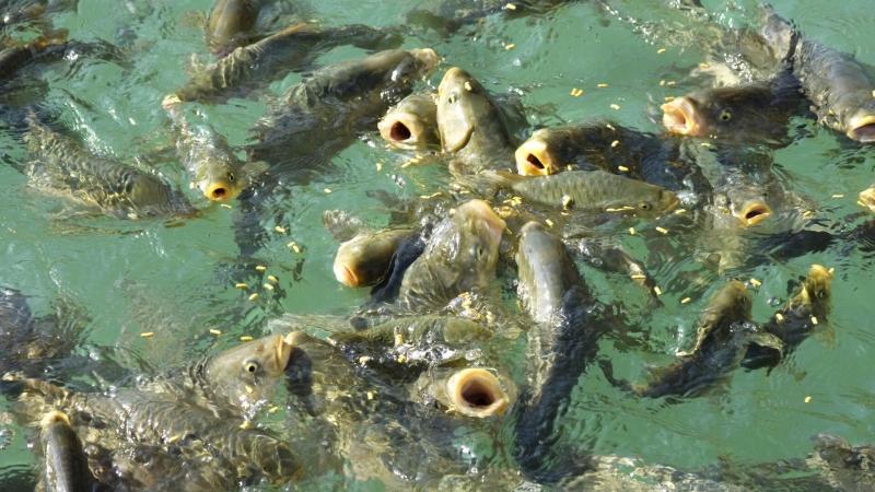 Умное рыбоводство. В России создали уникальную систему для кормления рыбы