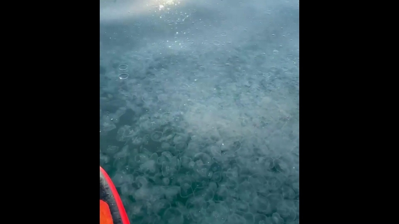 К побережью Крыма прибило гигантские скопления медузы-корнерота