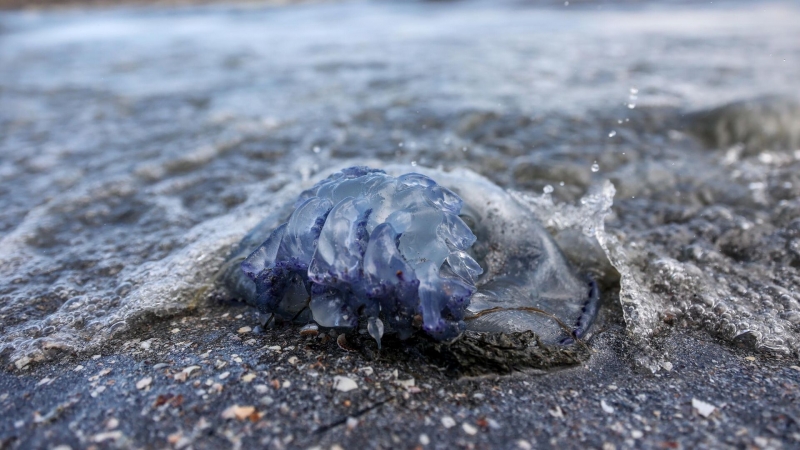 К побережью Крыма прибило гигантские скопления медузы-корнерота