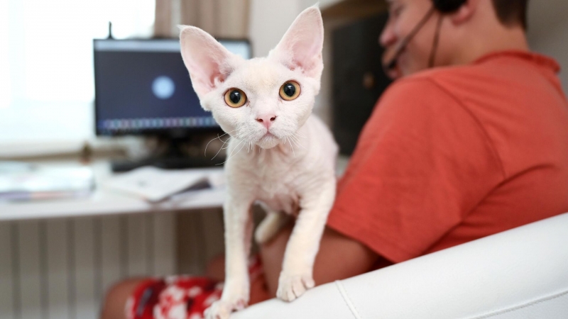 В России разработали умный ошейник для кошек