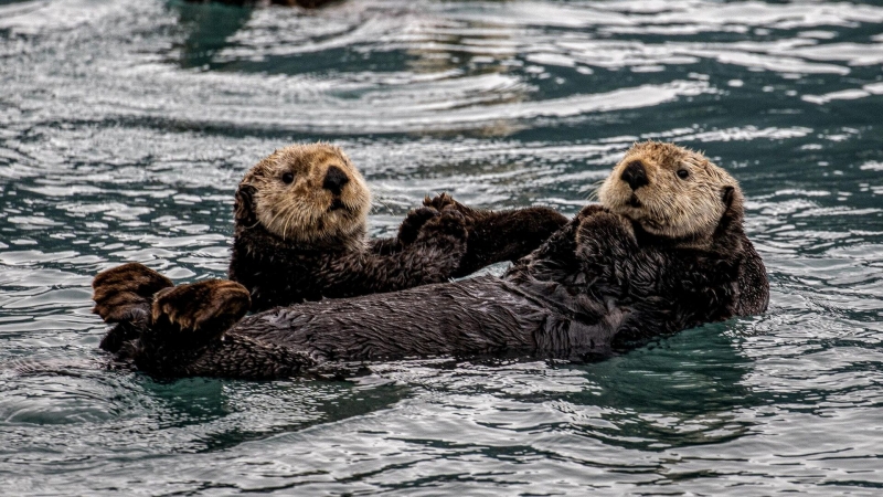 Ученые оценили численность морских выдр на Курильских островах