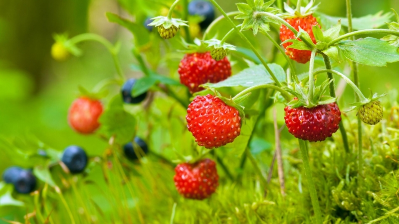 В России предложили новый способ повышения урожая земляники