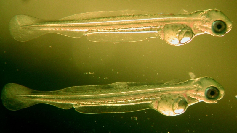 Умное рыбоводство. В России создали уникальную систему для кормления рыбы