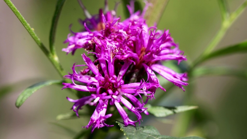 В России создали препарат, предотвращающий появление метастазов