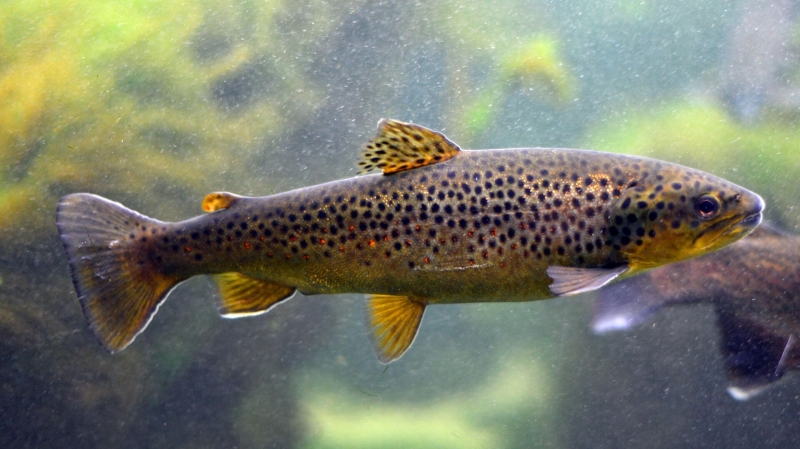 Умное рыбоводство. В России создали уникальную систему для кормления рыбы