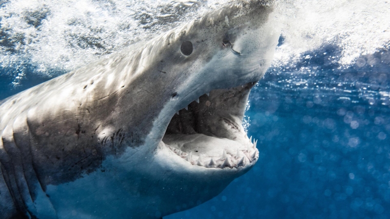 В России нашли зубы предка мегалодона