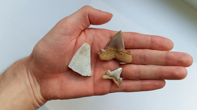 В России нашли зубы предка мегалодона