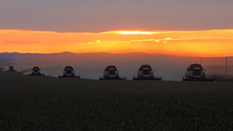 Российские ученые нашли способ повысить урожайность пшеницы