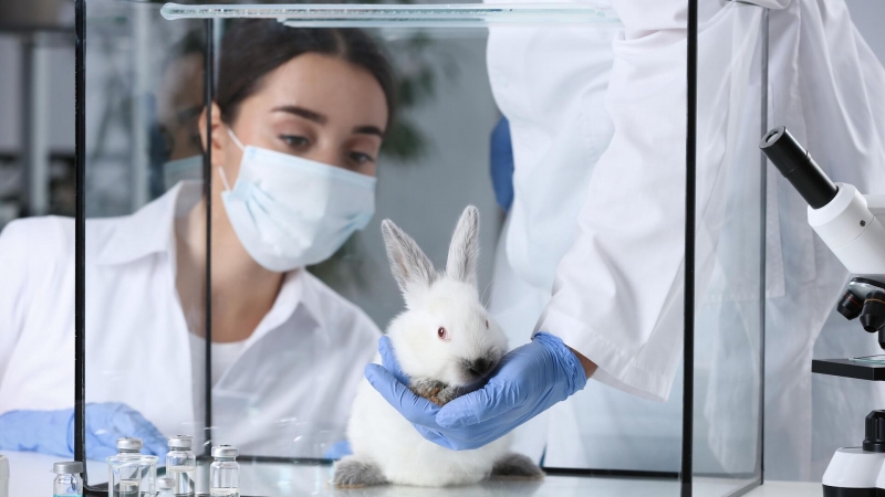 Ученые выяснили, как радиация влияет на кроликов