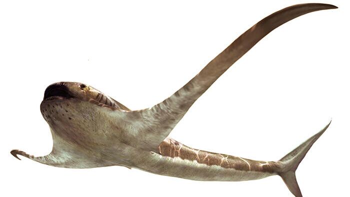 В России нашли зубы предка мегалодона