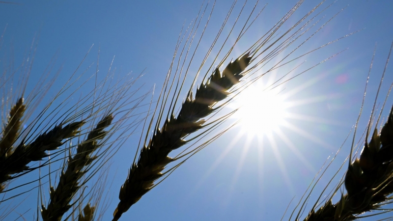 Ученые нашли бактерии, улучшающие устойчивость пшеницы к пестицидам