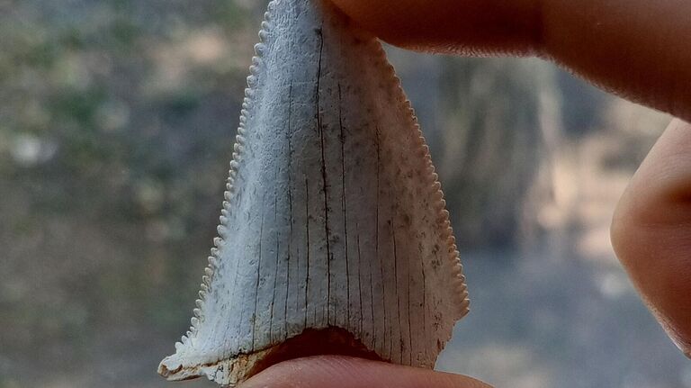 В России нашли зубы предка мегалодона