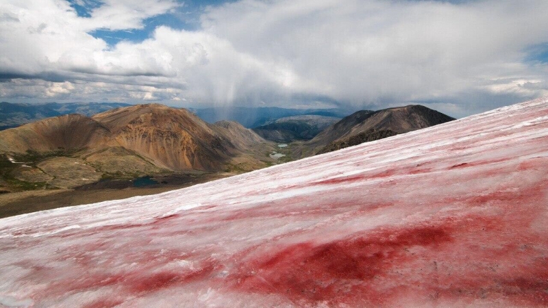Ученые зафиксировали бурное цветение водорослей на ледниках в Горном Алтае