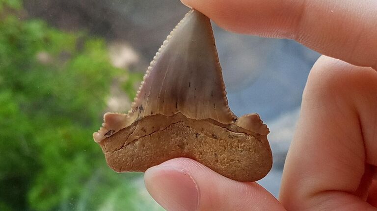 В России нашли зубы предка мегалодона