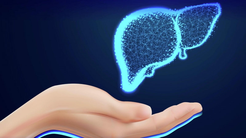 Ученые выяснили, как диета влияет на печень