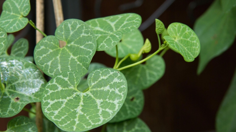 Ученые нашли бактерии, улучшающие устойчивость пшеницы к пестицидам