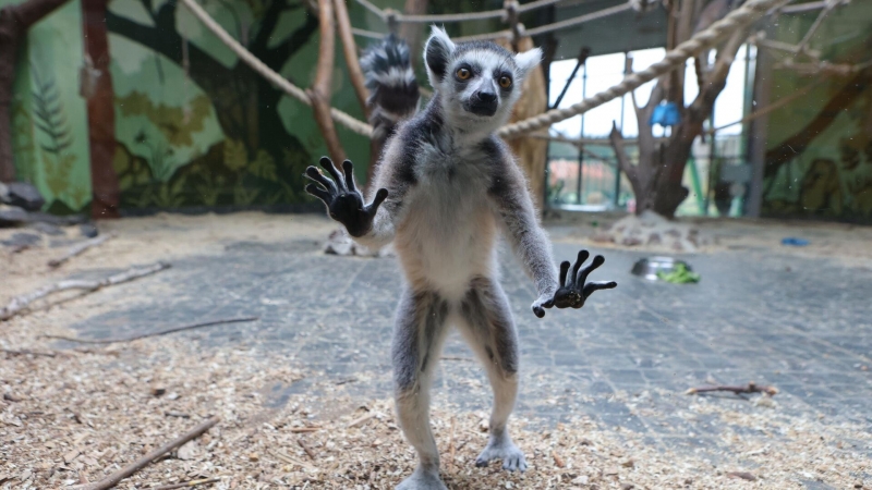 Татьяна Черниговская: человек может перестать быть "царем природы"