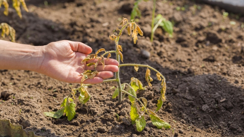 В России создали шкалу "здоровья почв" при загрязнении свинцом