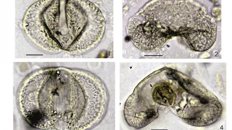 В Новосибирской области нашли доисторическую пыльцу субтропической катайи