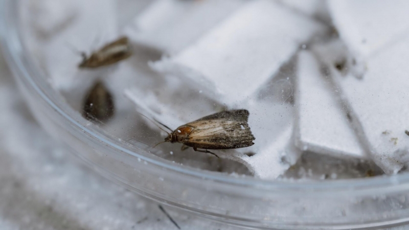 Новосибирские ученые придумали моль, которая сможет утилизировать пластик