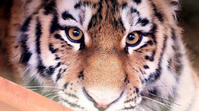 Директора нацпарка "Бикин" наградили за вклад в сохранение амурских тигров