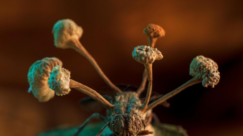 "Это хуже вирусов и бактерий". Ученые обеспокоены новой угрозой