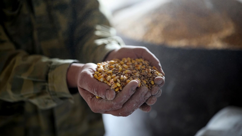 На Кубани компания улучшила производство риса по нацпроекту