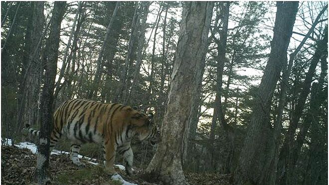 Директора нацпарка "Бикин" наградили за вклад в сохранение амурских тигров
