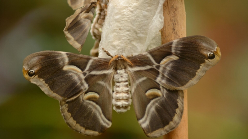Ученые создали умный материал для одежды будущего