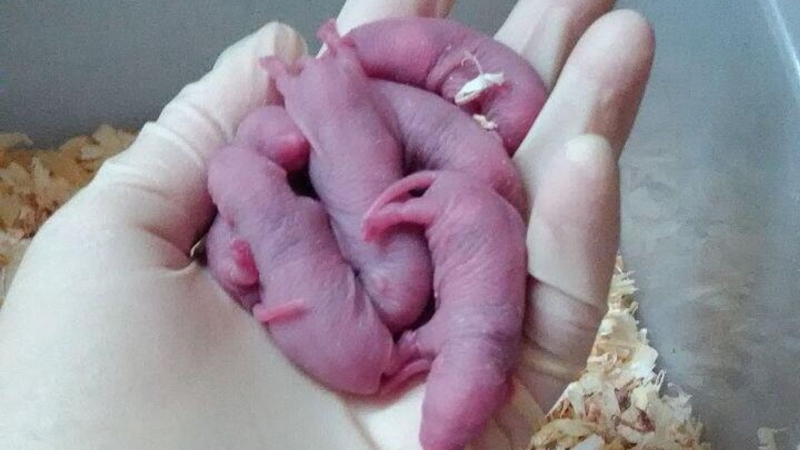 Российские ученые предупредили о коварстве гипоксии младенцев