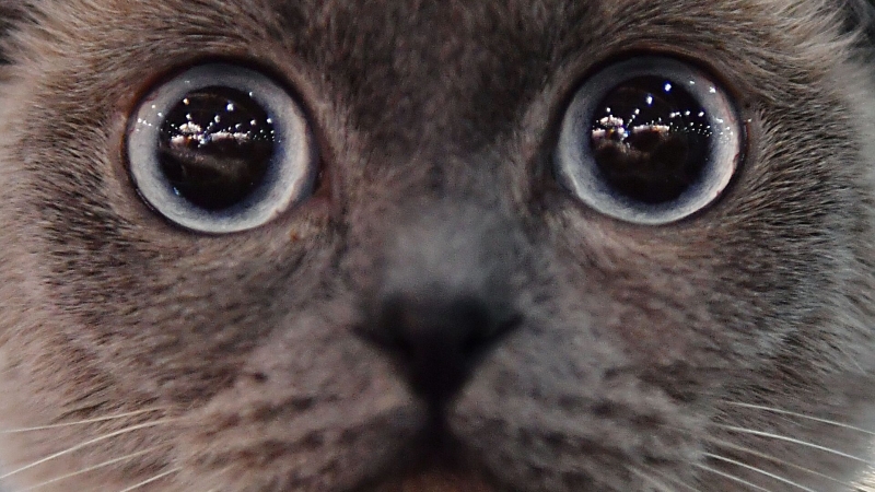 Москвич умудрился купить три ноутбука Apple по 369 рублей, пишут СМИ