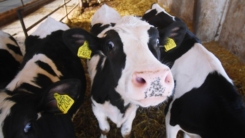 Фейсконтроль для Буренок. Ученые обучили нейросеть распознавать морды коров