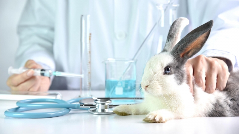 Фейсконтроль для Буренок. Ученые обучили нейросеть распознавать морды коров