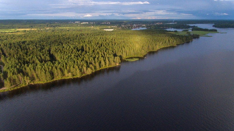 Ученые установили двойственность последствий лесных пожаров