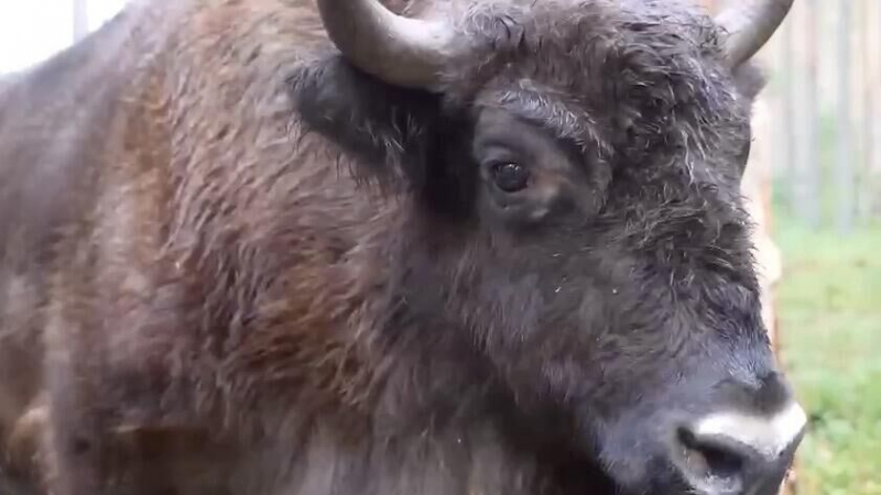 Зубры через полвека могут расселиться в Арктике, считают российские ученые