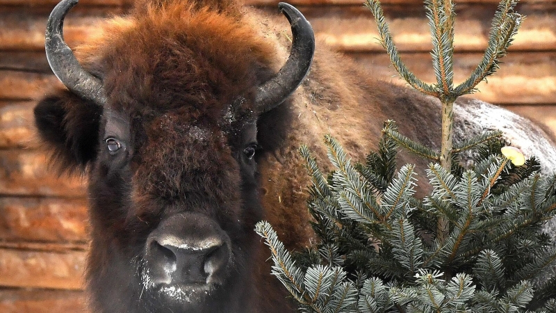 Зубры через полвека могут расселиться в Арктике, считают российские ученые