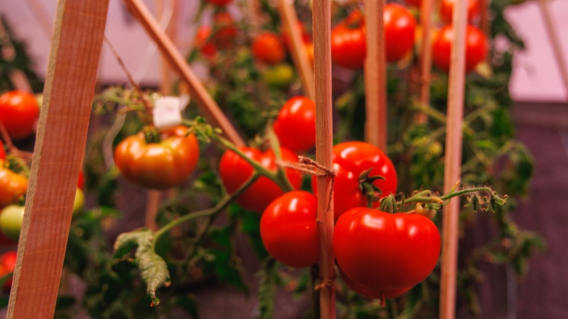В Сибири создали сложный свет для выращивания помидоров на Крайнем Севере