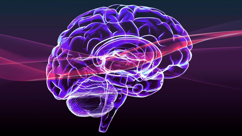 Ученые впервые смогли полностью оцифровать мозг