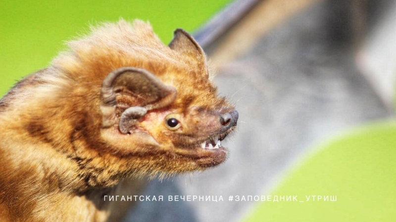 Первую в России природную колонию редких летучих мышей нашли в Приморье