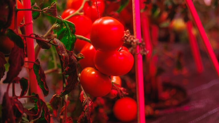 В Сибири создали сложный свет для выращивания помидоров на Крайнем Севере